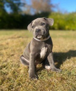 ENZO / MALE
